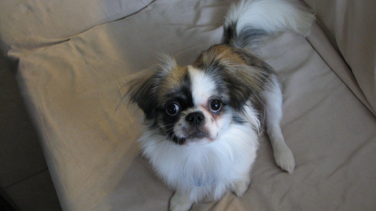 Смесь МОПСА И терьера