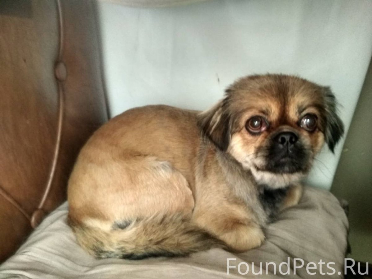 Смесь корги и пекинеса