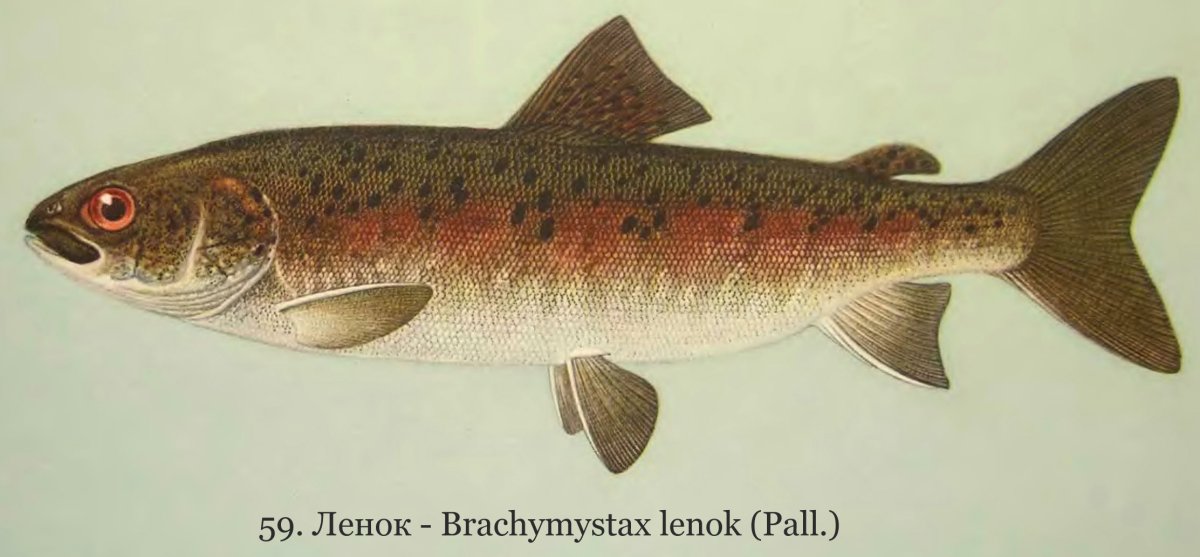 Сибирский Ленок рыба