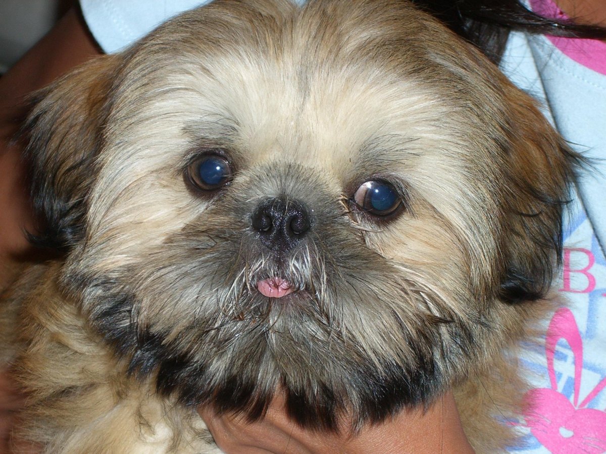 Пёс по кличке бекон