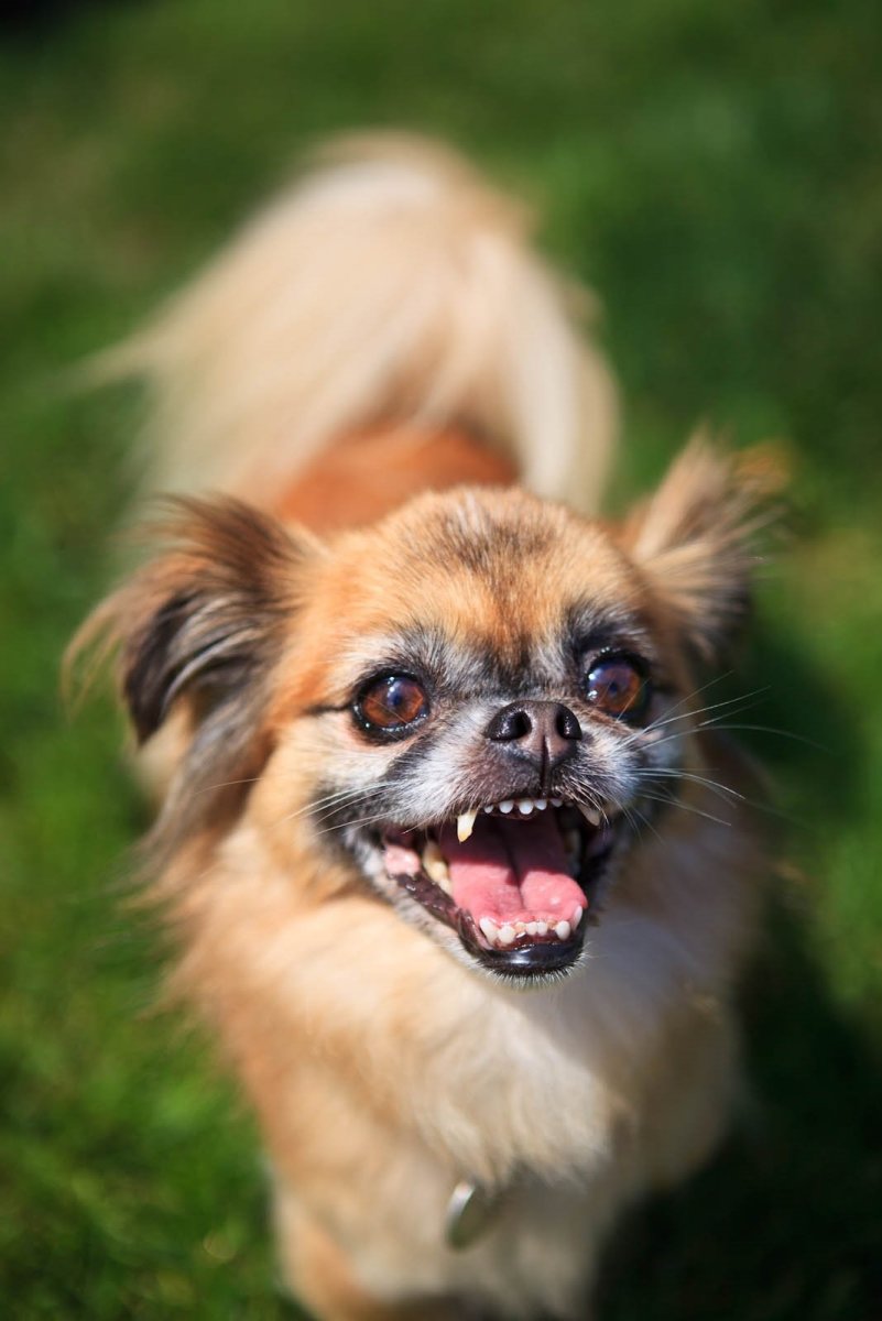 Ши тцу и чихуахуа