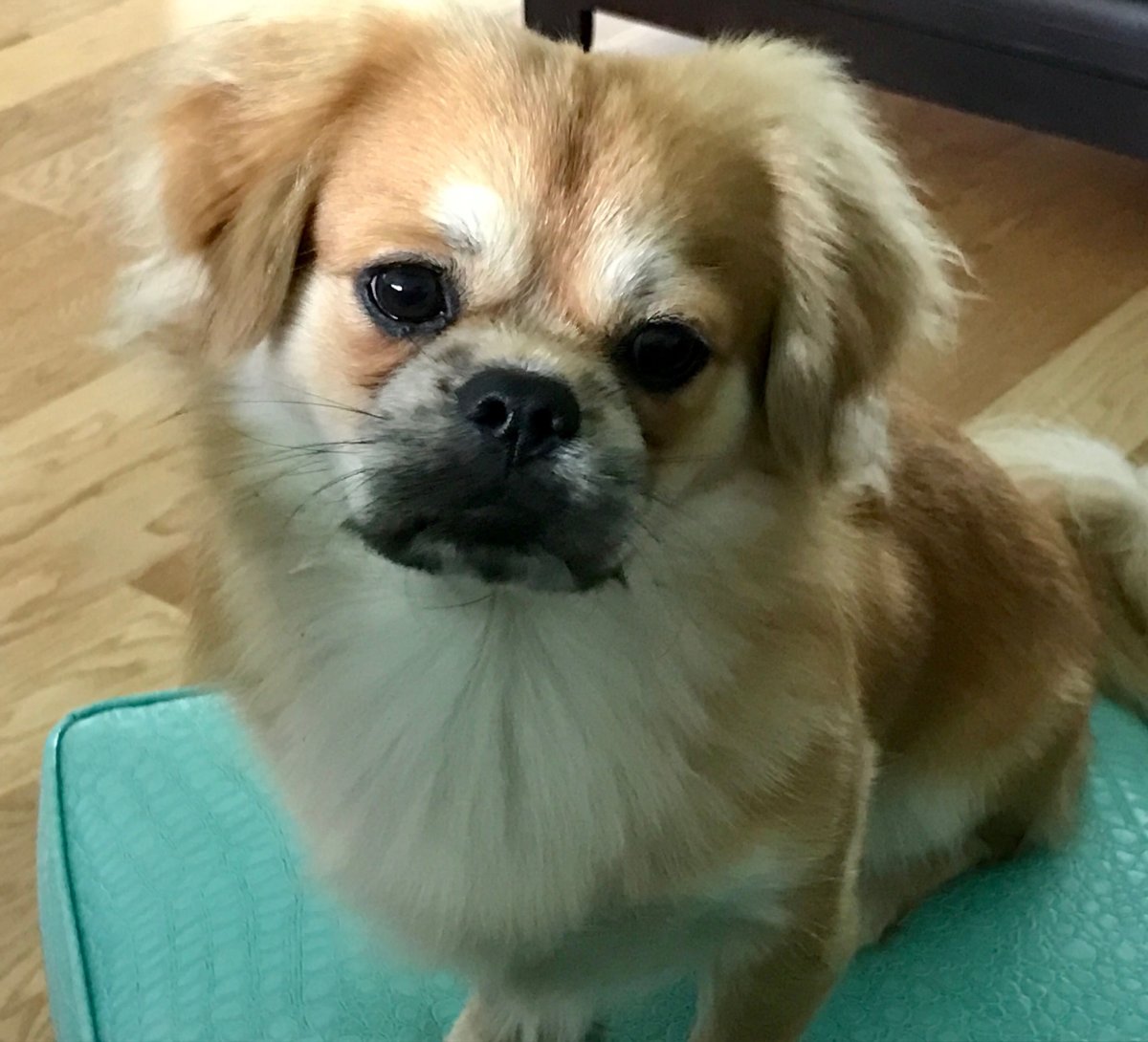 Помесь пекинеса и терьера