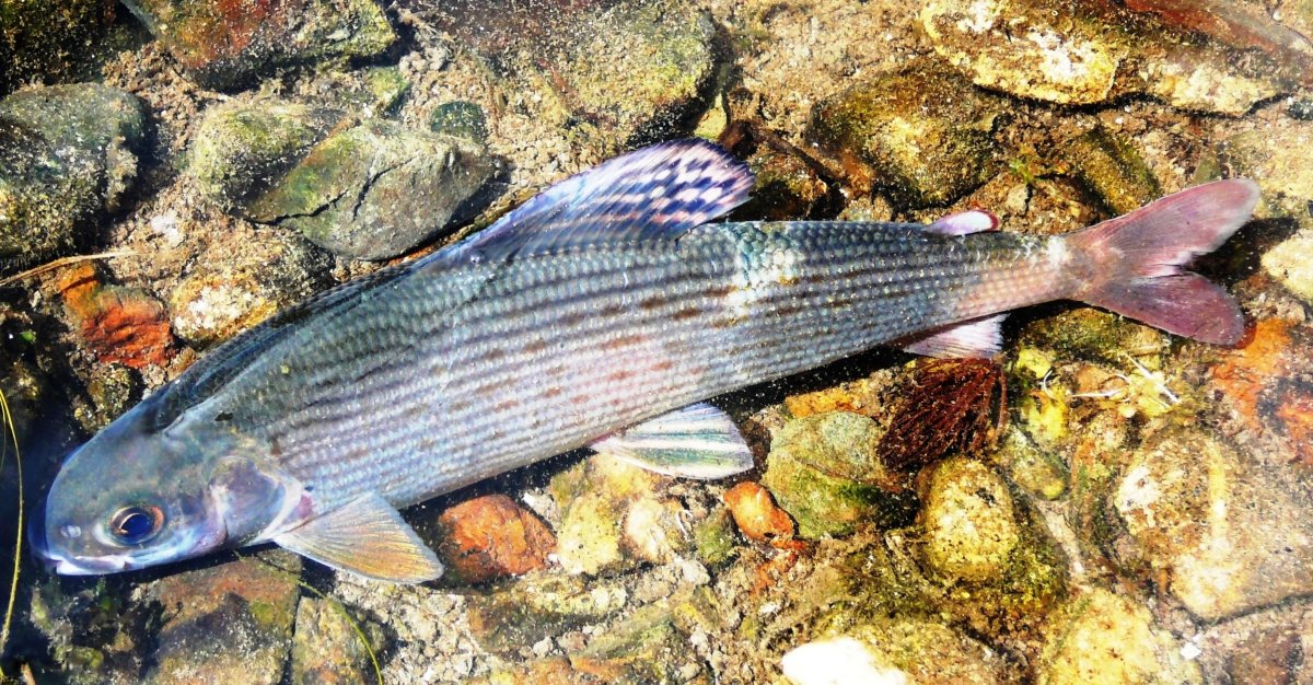 Сибирский Байкальский хариус