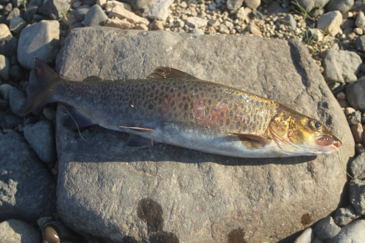 Ленок Сибирская форель