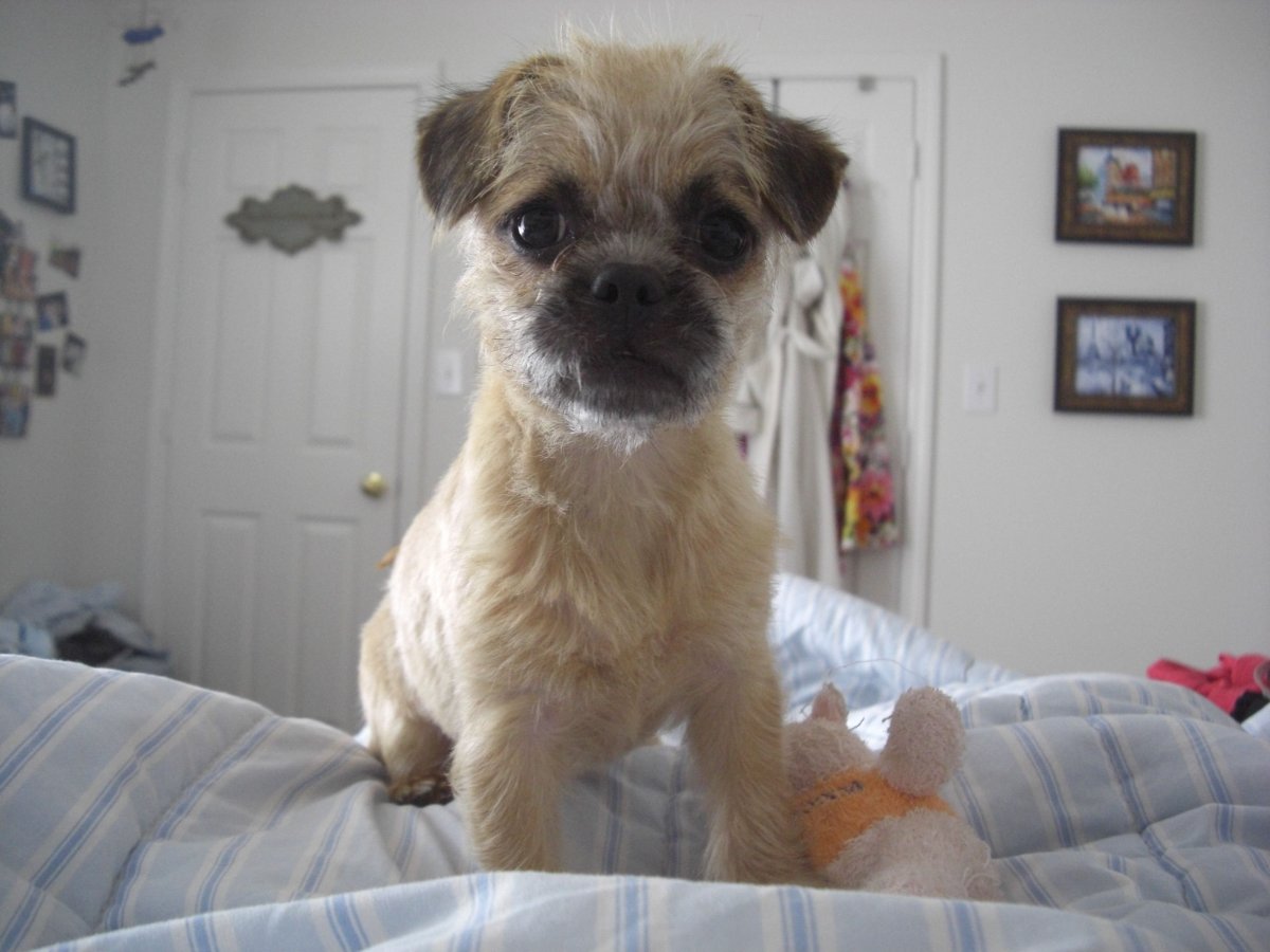 Метис шпица и пекинеса