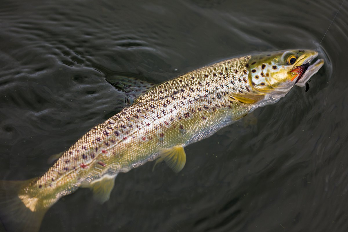 Кумжа ручьевая форель