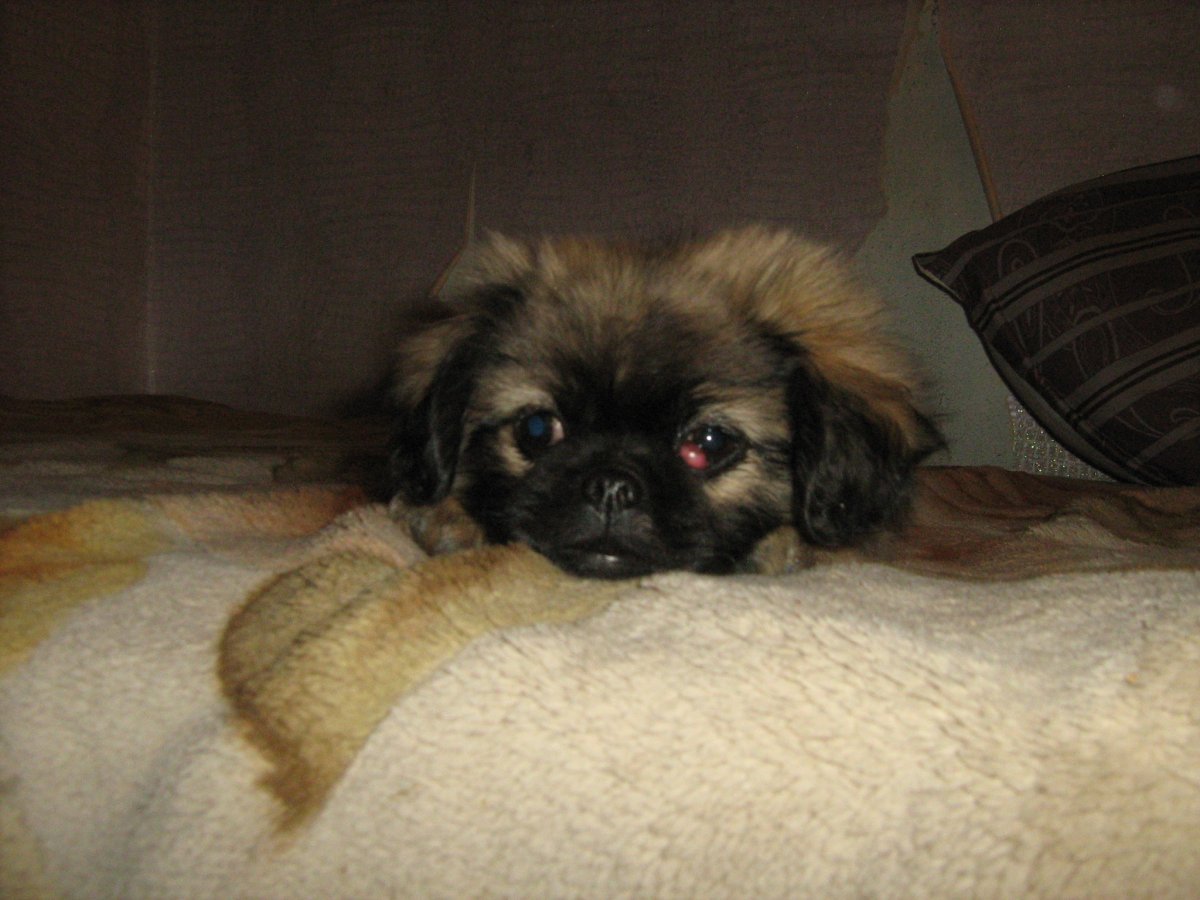 Смесь корги и пекинеса