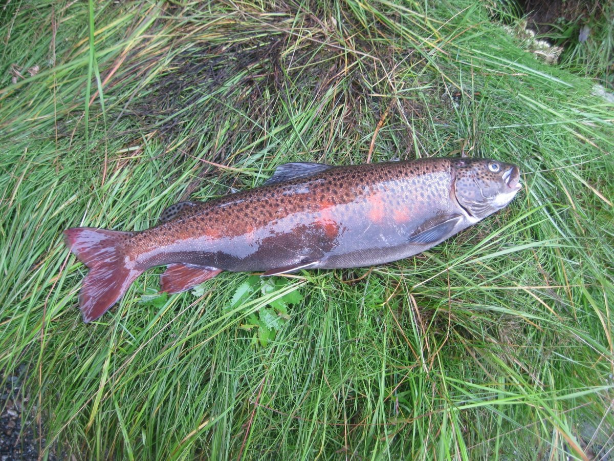 Ленок (Ускуч)