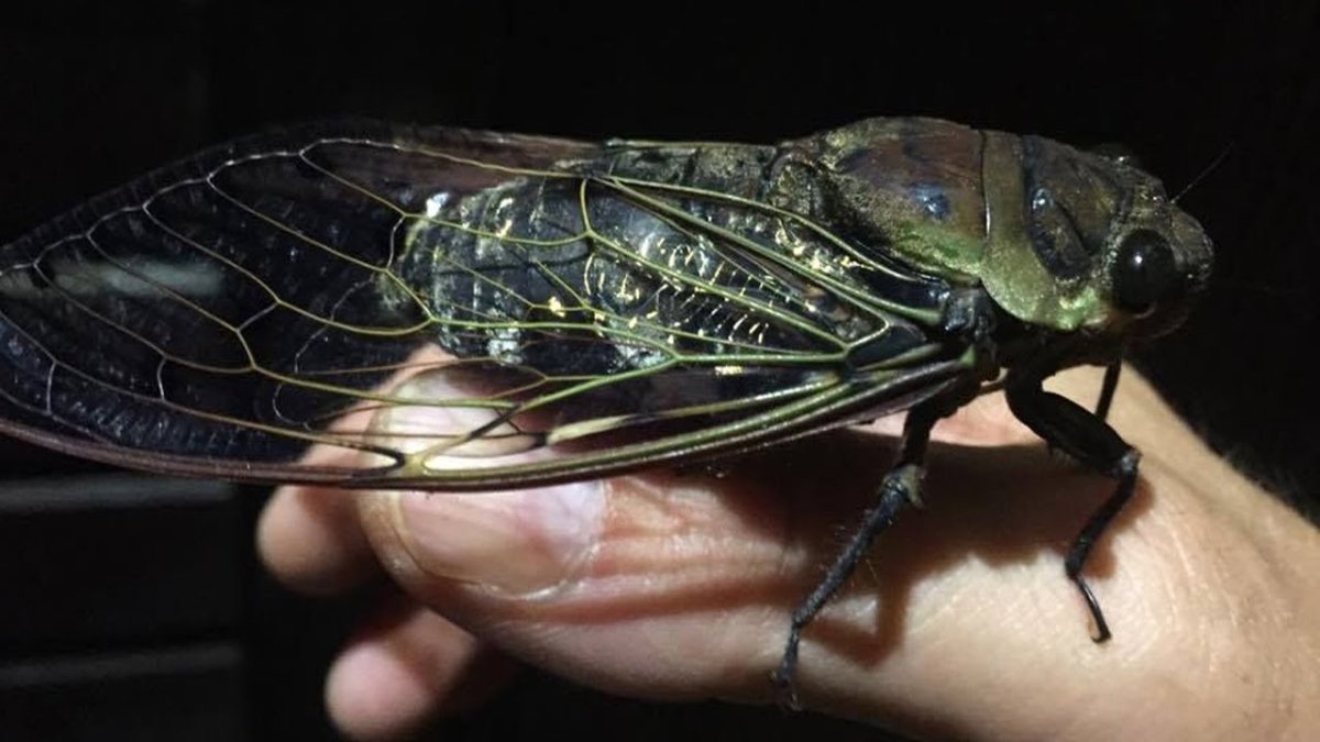 Большая Муха цикада