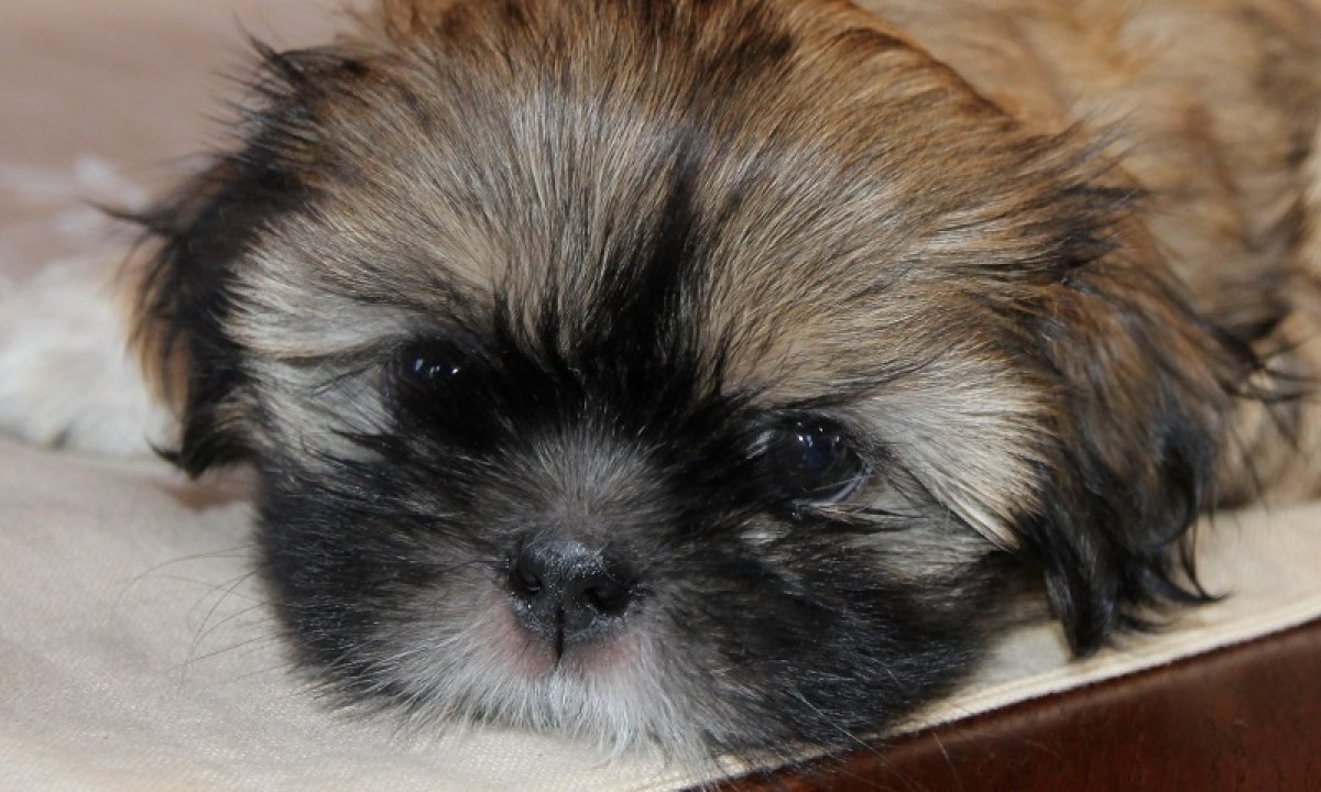 Метис пекинеса