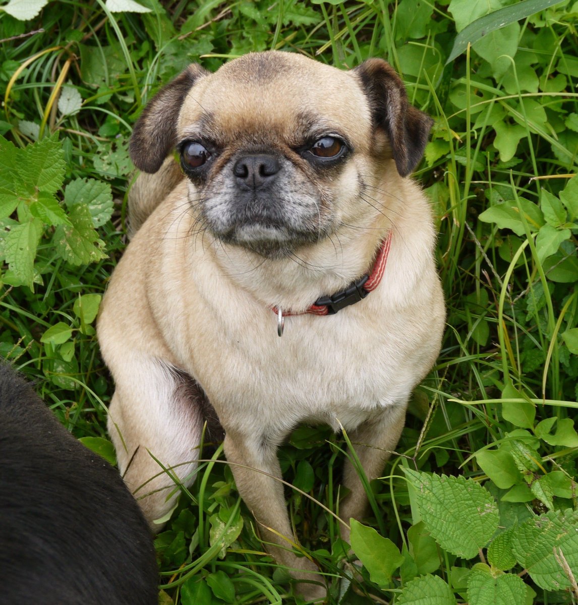 Пекинес померанец