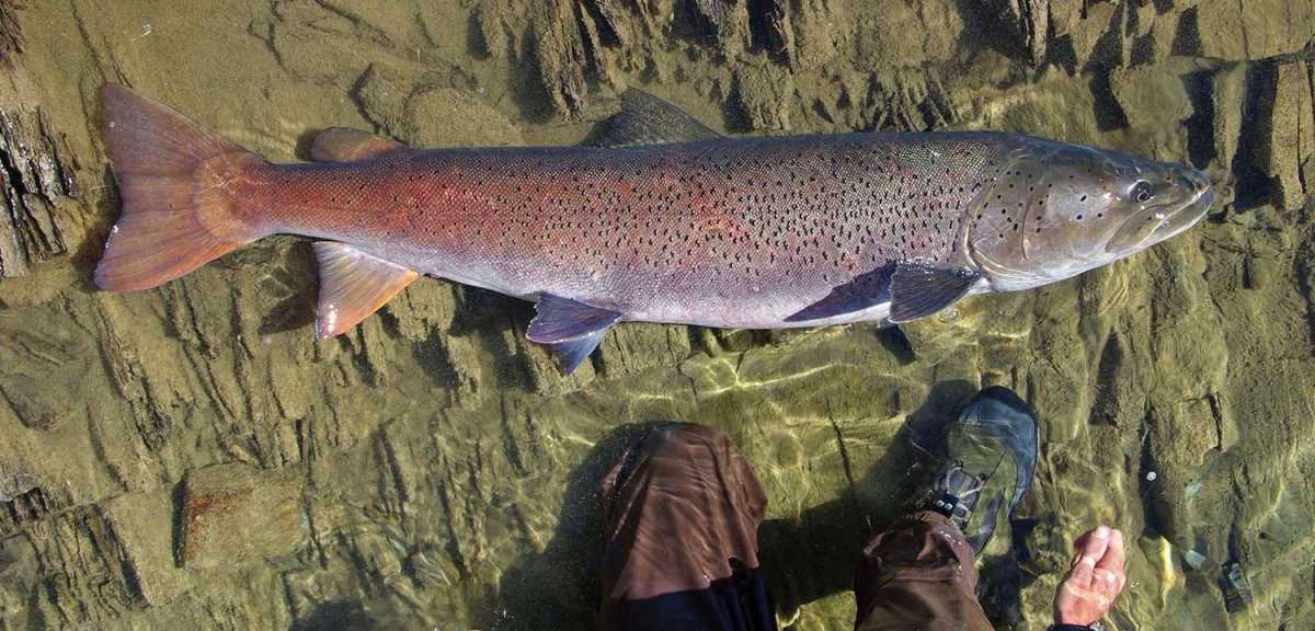 Таймень Дальневосточный