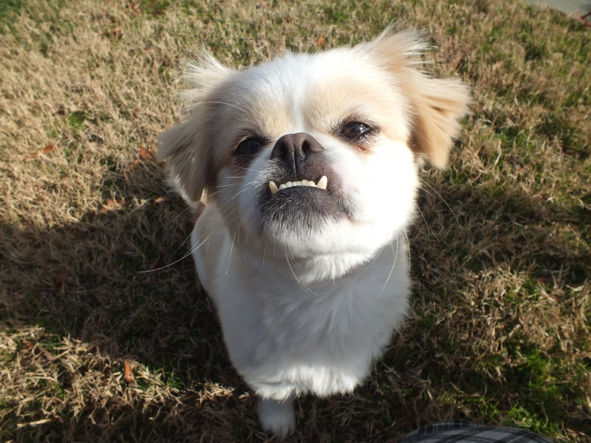 Ши-тцу, Йорк, шпиц