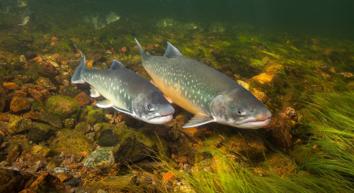 Свежая Озерная рыба