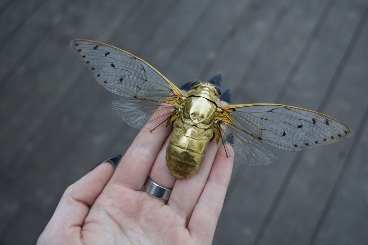 Цикада с расправленными крыльями