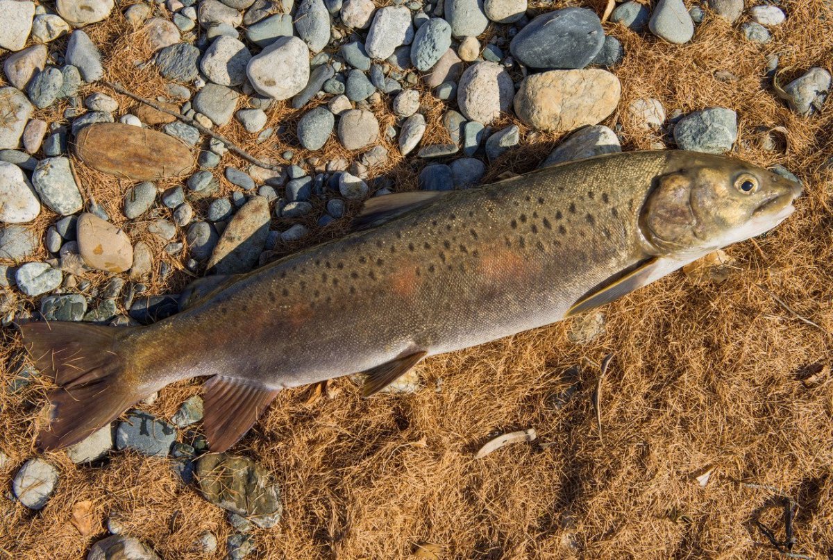 Ленок (Ускуч)