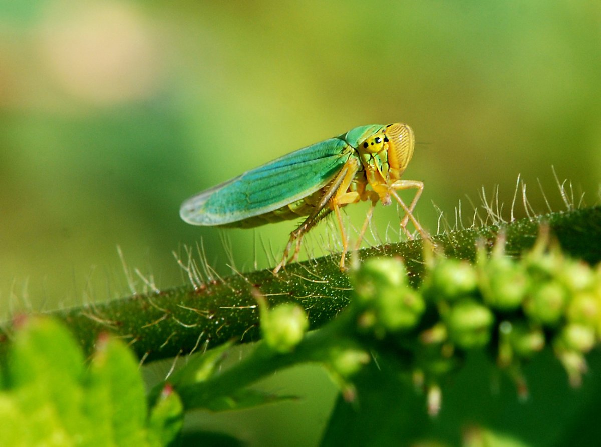 Злаковая цикада