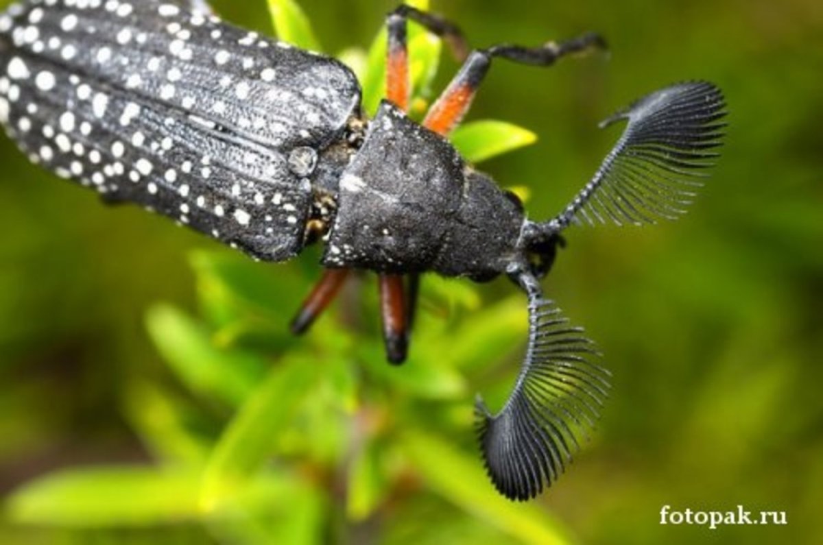 Жук веероус Coleoptera
