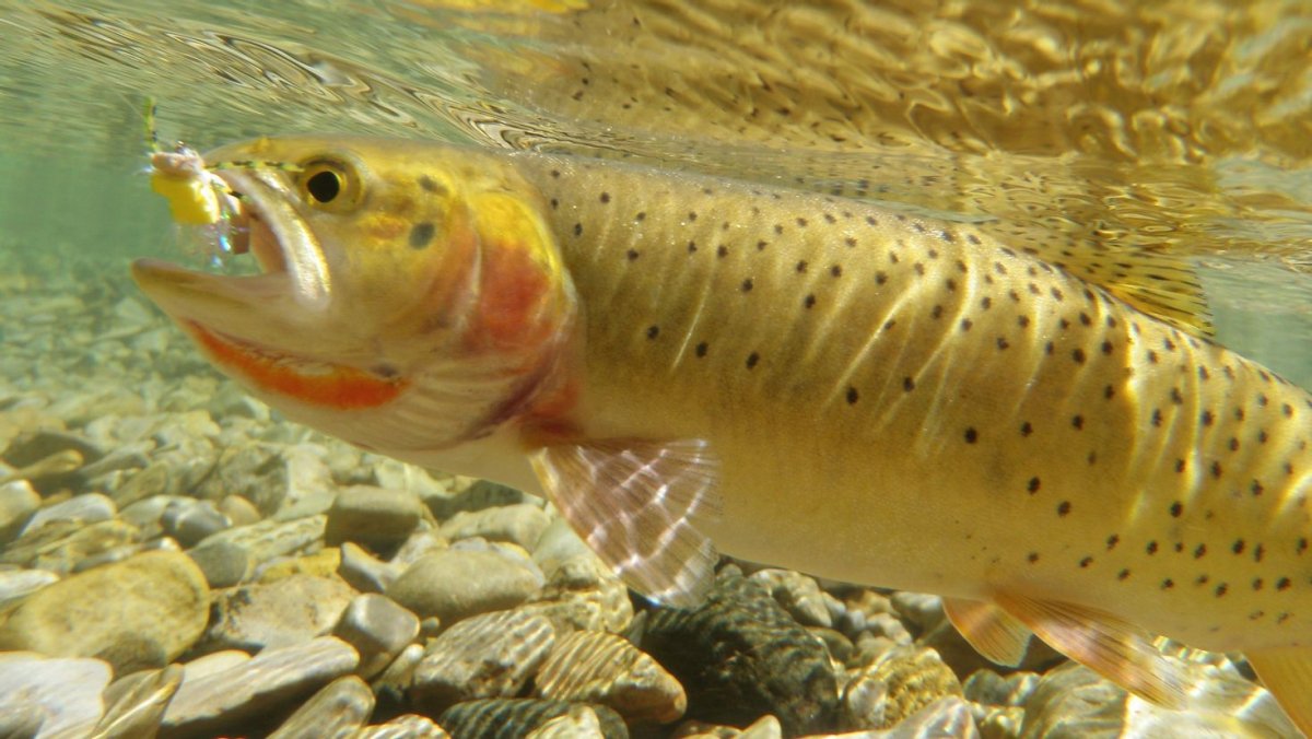 Yellowstone Cutthroat Trout