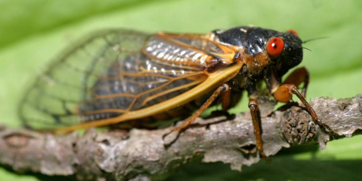 Водяная цикада