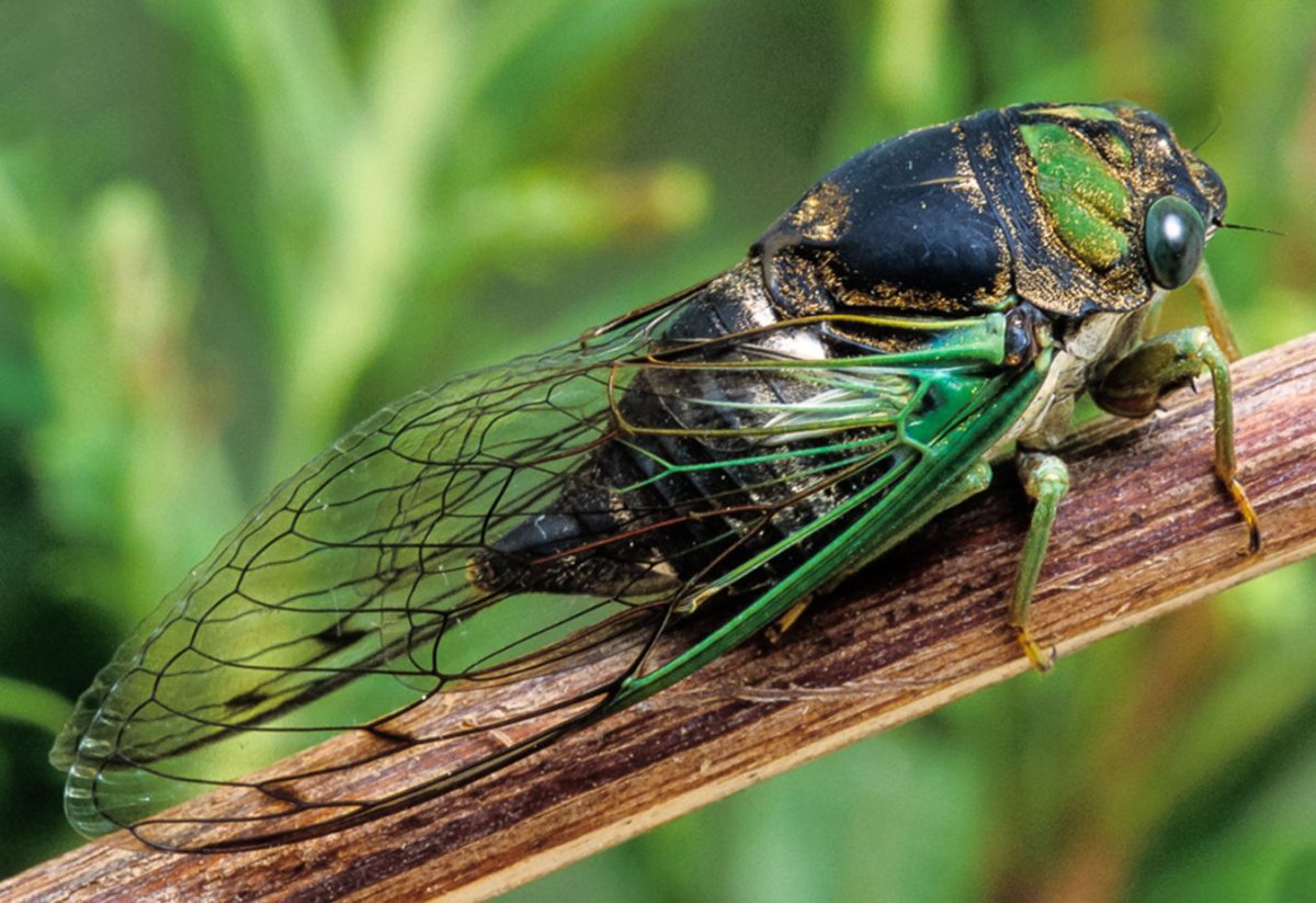 Цикада Малазийская