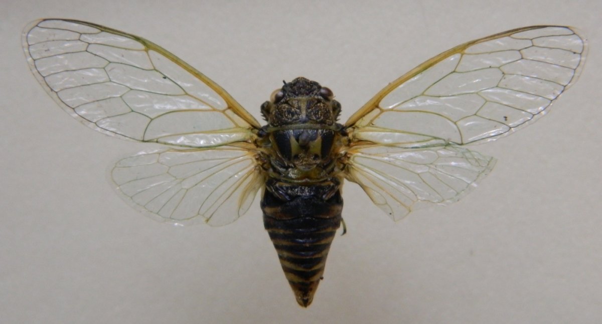 Крылья равнокрылых насекомых