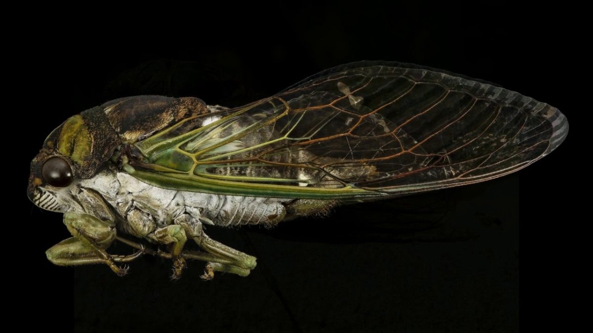 Цикада голова