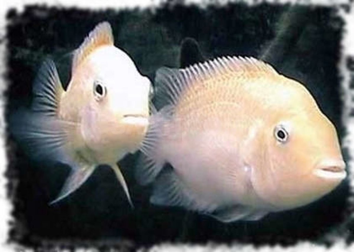 Цихлазома альбинос Фламинго