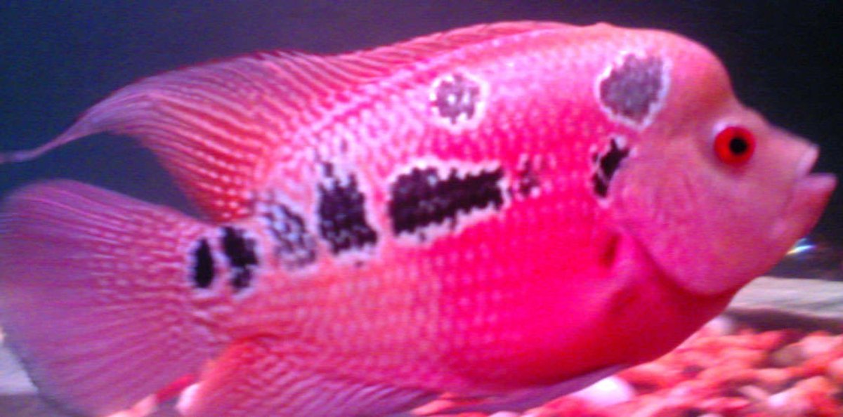 Цихлазома красный дракон американская