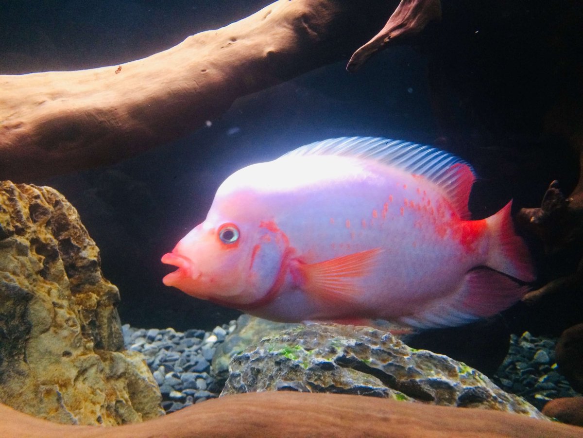 Цихлазома Фламинго