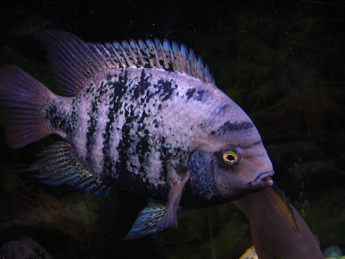 Цихлазома Дельфин голубой