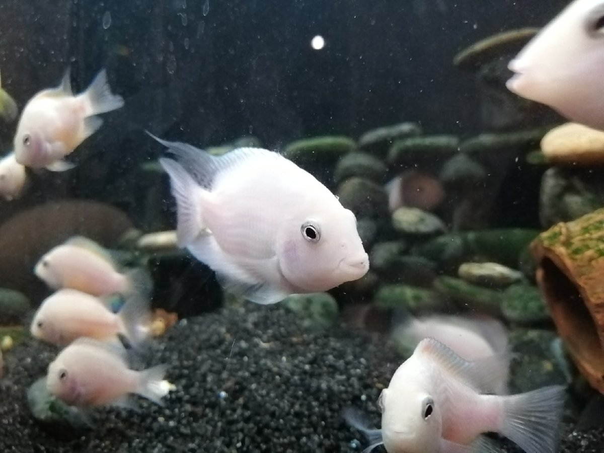 Цихлазома чернополосая альбинос