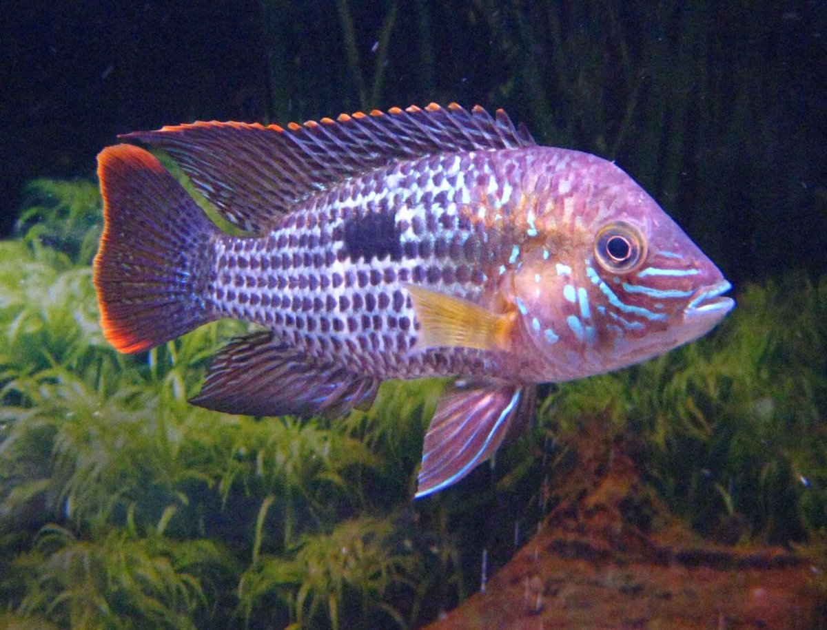 Рыбки цихлиды акара