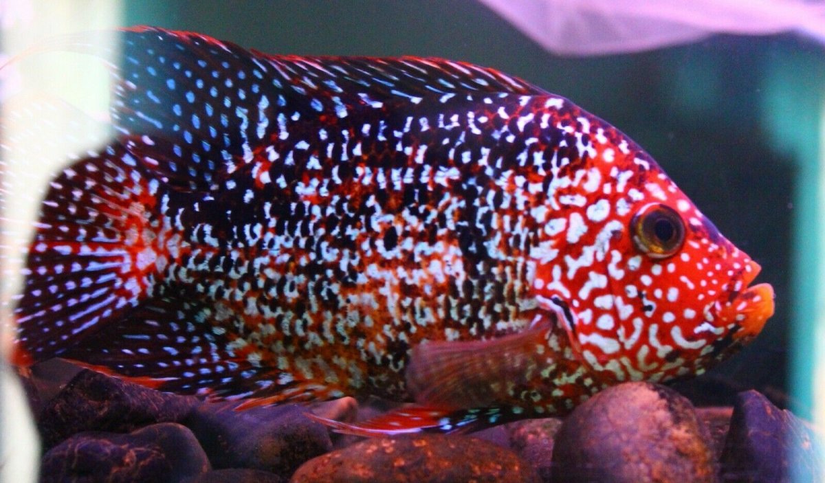 Red Texas Cichlid