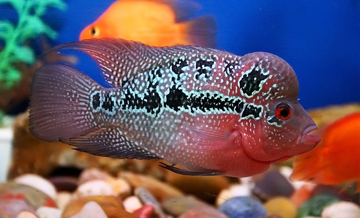 Аквариумная рыбка Фловер Хорн