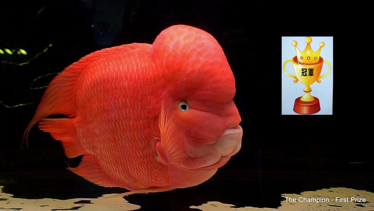 Попугай Кинг Конг рыбка
