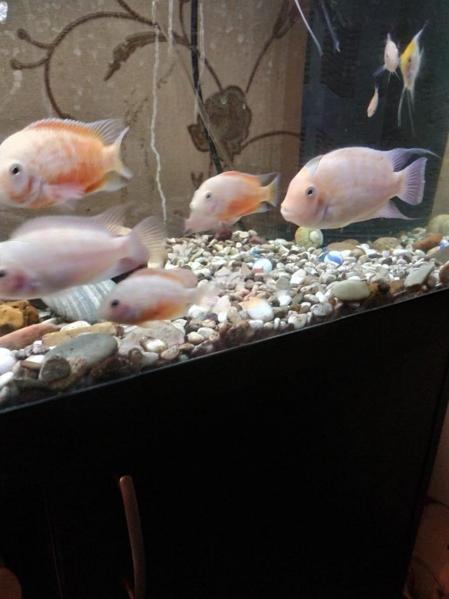 Цихлазома Фламинго