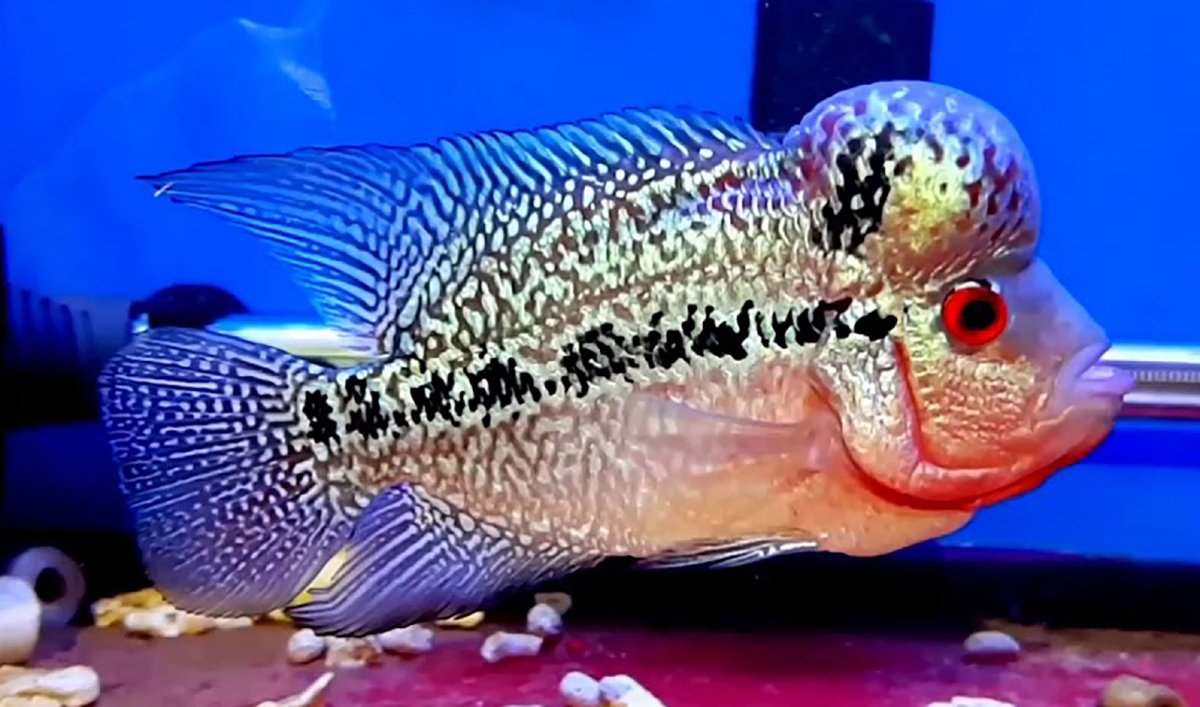 Цихлазома Фловер Хорн красный дракон