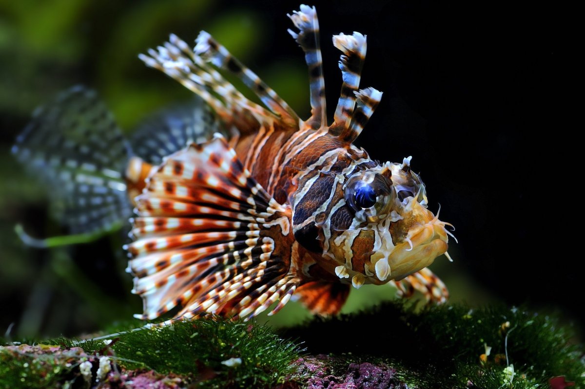 Plectorhinchus lineatus