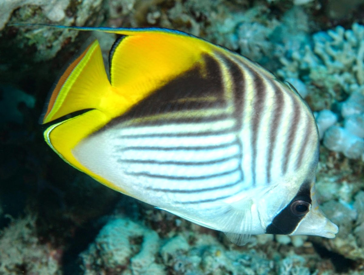 Гвидо Даниэле и его рукозвери