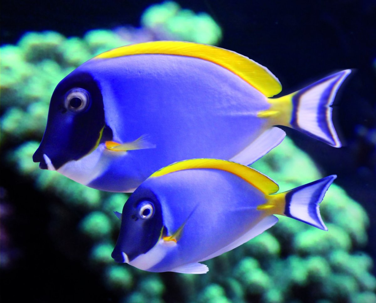 Фото океанических экзотических рыб