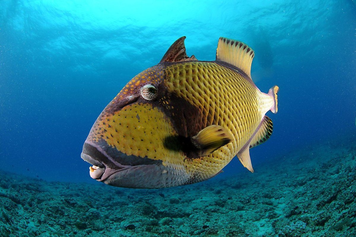 Пинтерест морские обитатели