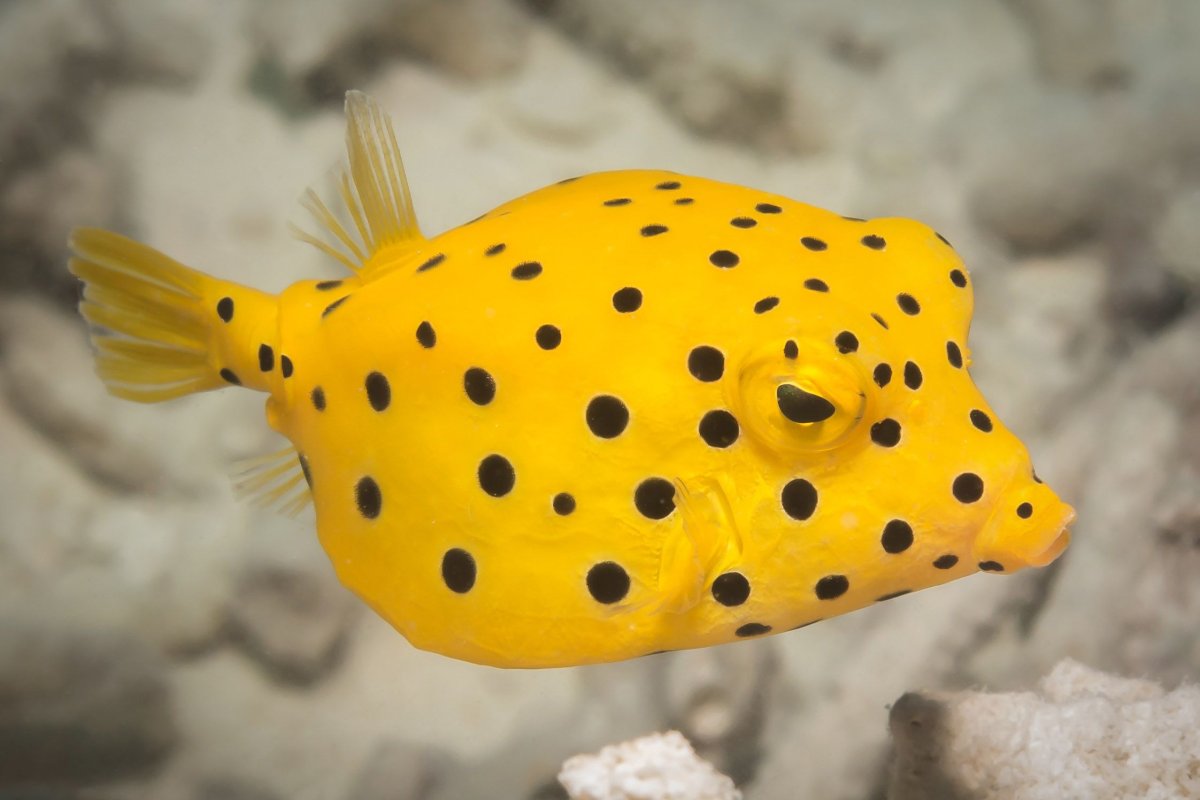 Зебрасома гемматум