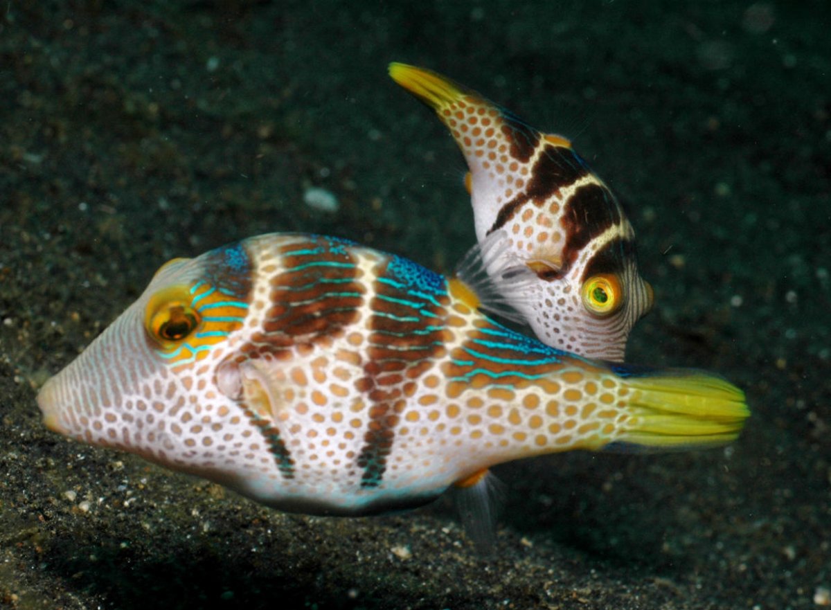 Дискусы чёрные аквариумные рыбки