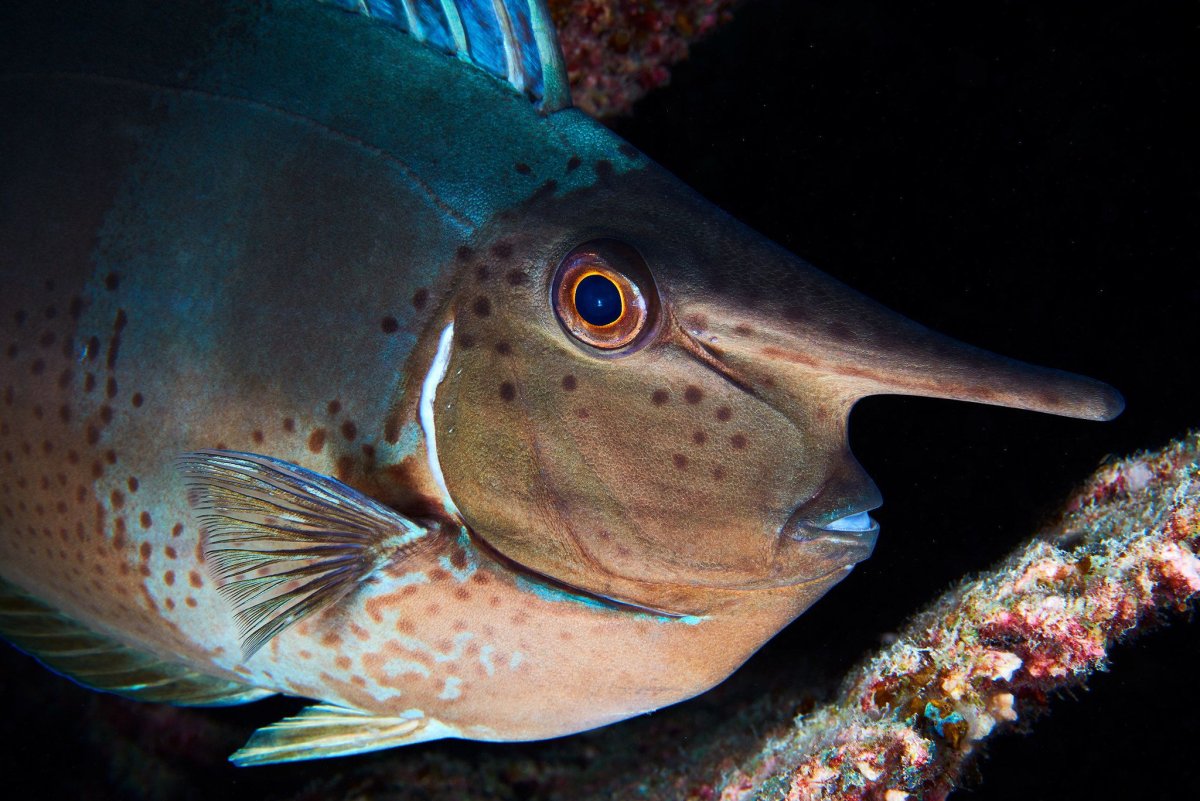 Экзотические рыбы