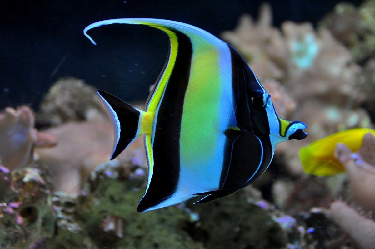 Hawaiian Butterflyfish