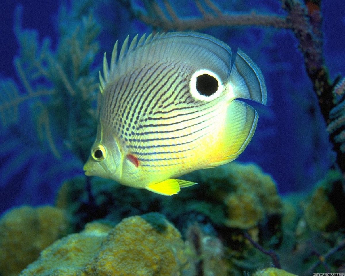 Протомелас Тайвань риф