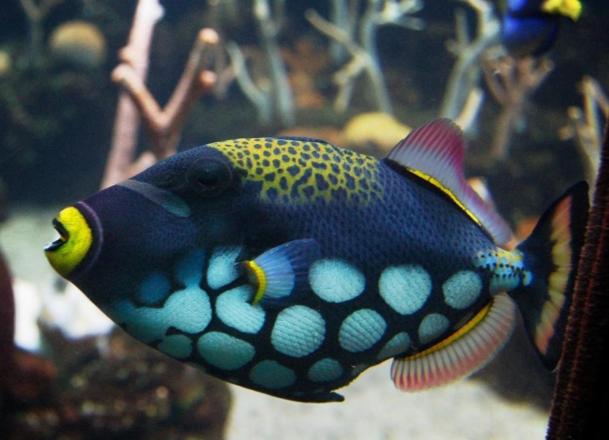 Рыба клоун и актиния