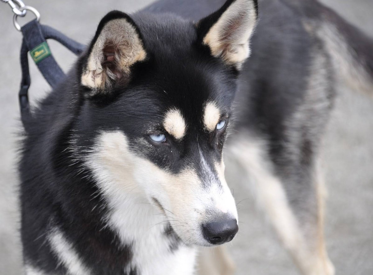 Метис хаски