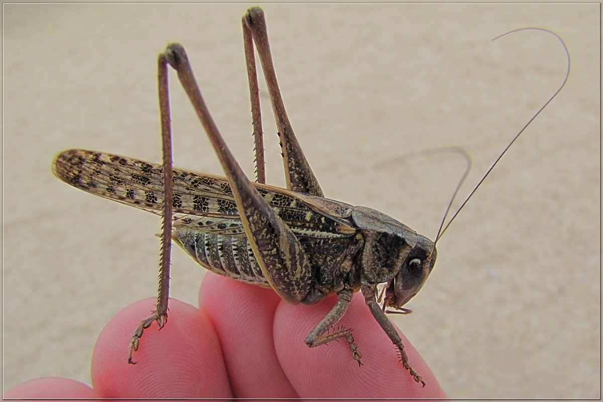 Саранча с шипом